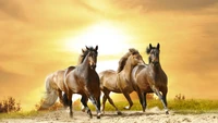 Horses Galloping in Sunset Glow