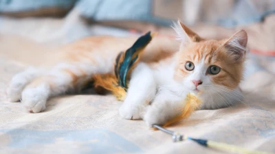 Gato jengibre juguetón relajándose con un juguete de plumas