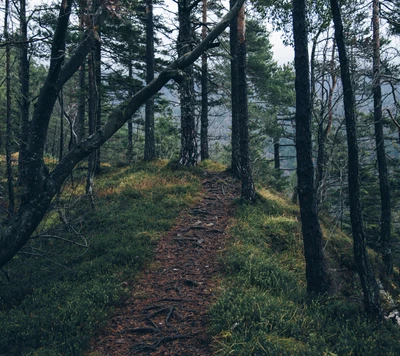 erdporn, earthporn, wald, natur, draußen