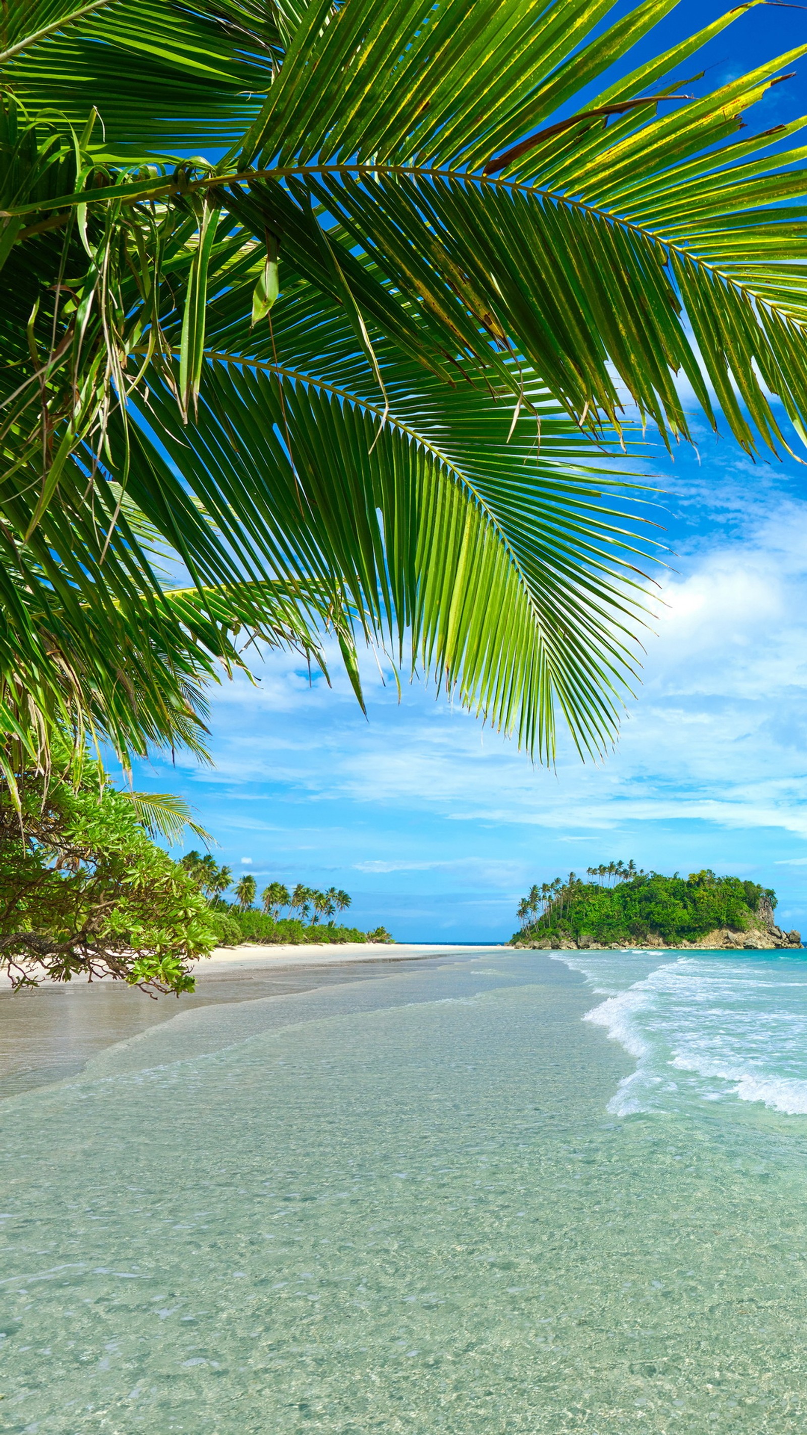 There is a view of a beach with a palm tree and a body of water (beach, nature, palmy, water)