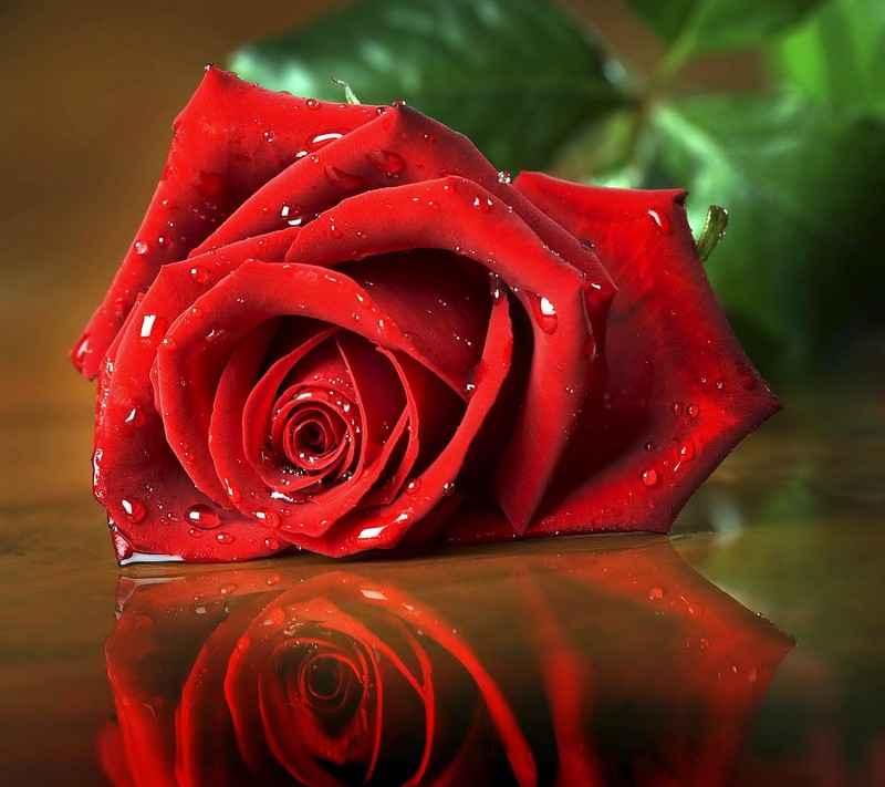 A close up of a red rose with water droplets on it (serkan, serkooo)