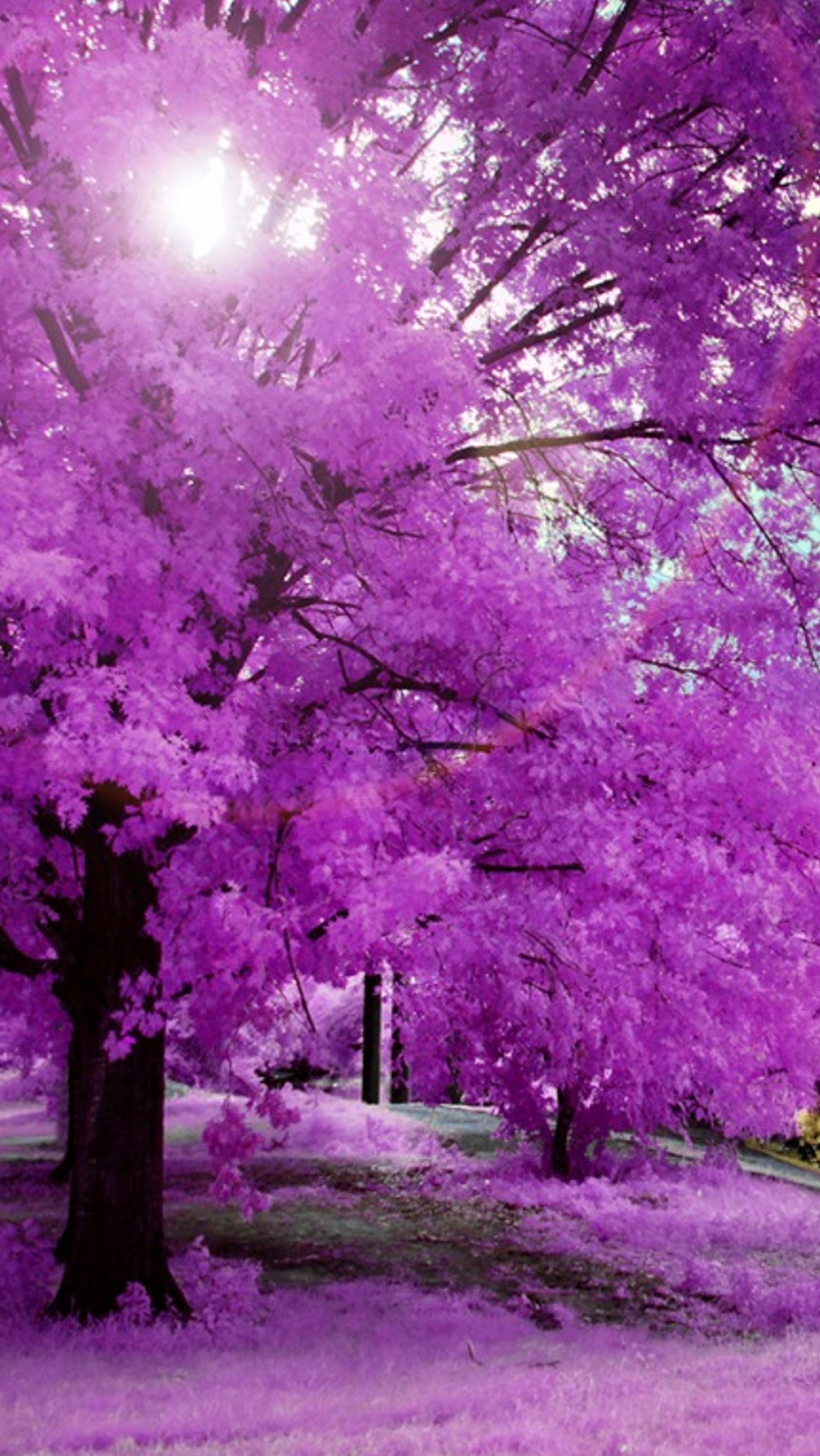 Lade farbe, natur, rosa, baum Hintergrund herunter