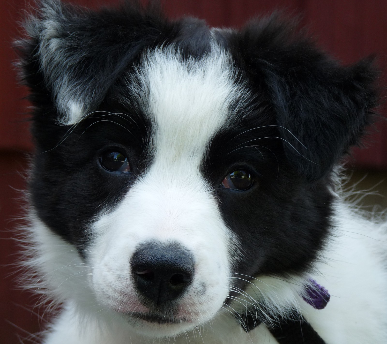 Um cachorro preto e branco com uma coleira (preto, collie, cachorro, branco)