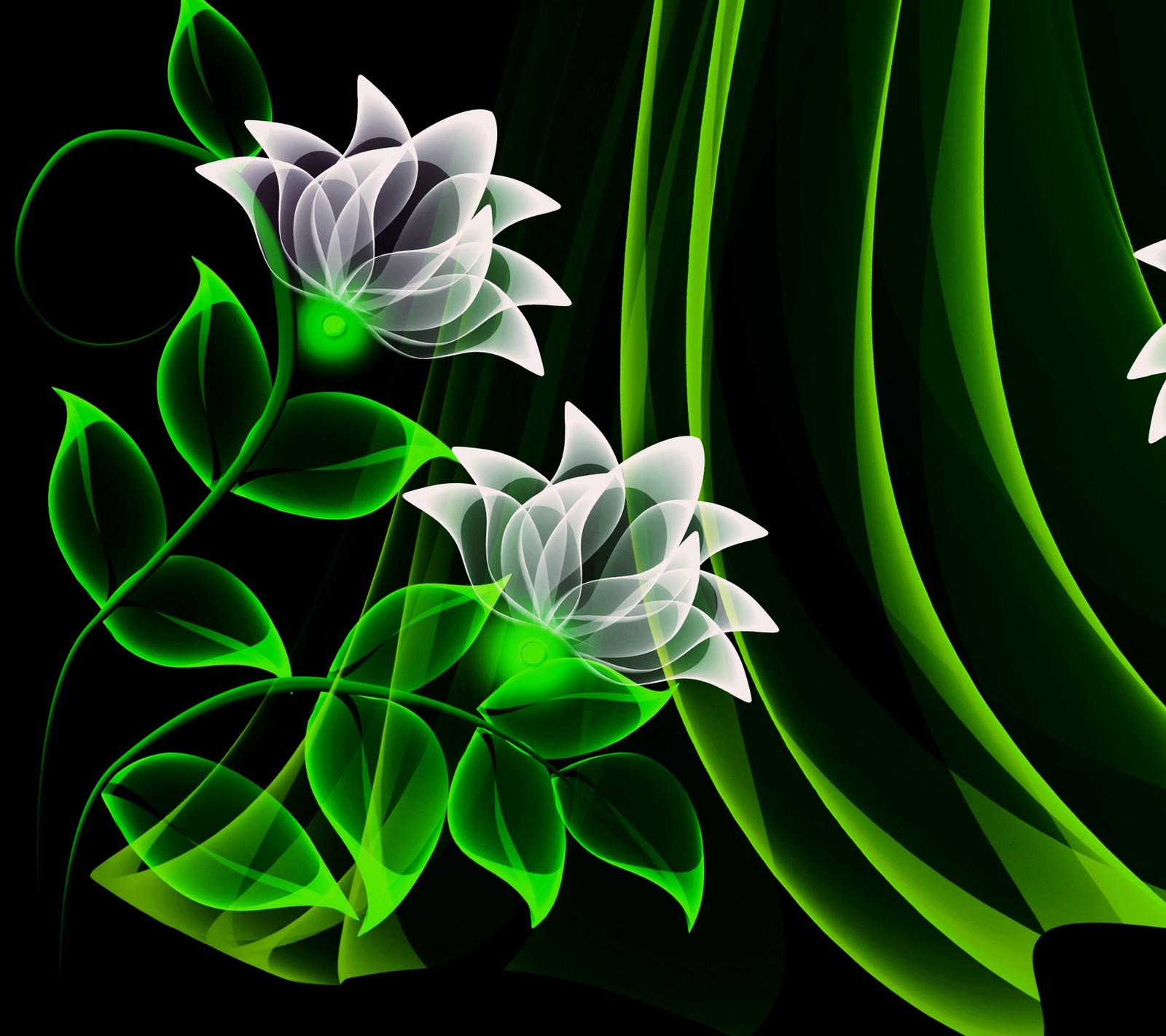 A close up of a green and white flower on a black background (abstract, flowers, green, white)