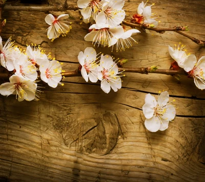 flower blossom, wood nature