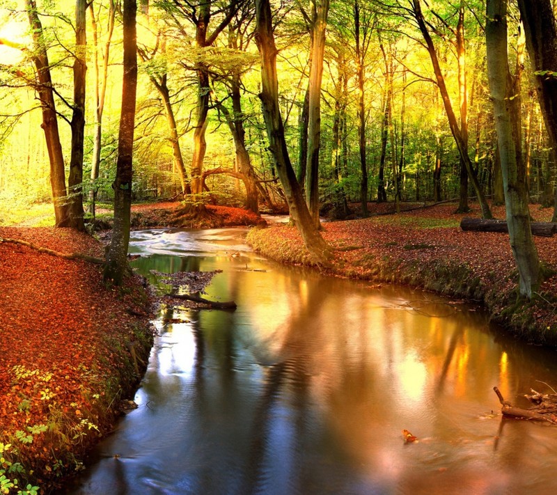 A close up of a stream in a forest with trees and leaves (autumn, river)