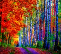 Vibrant Autumn Trail Through Colorful Forest