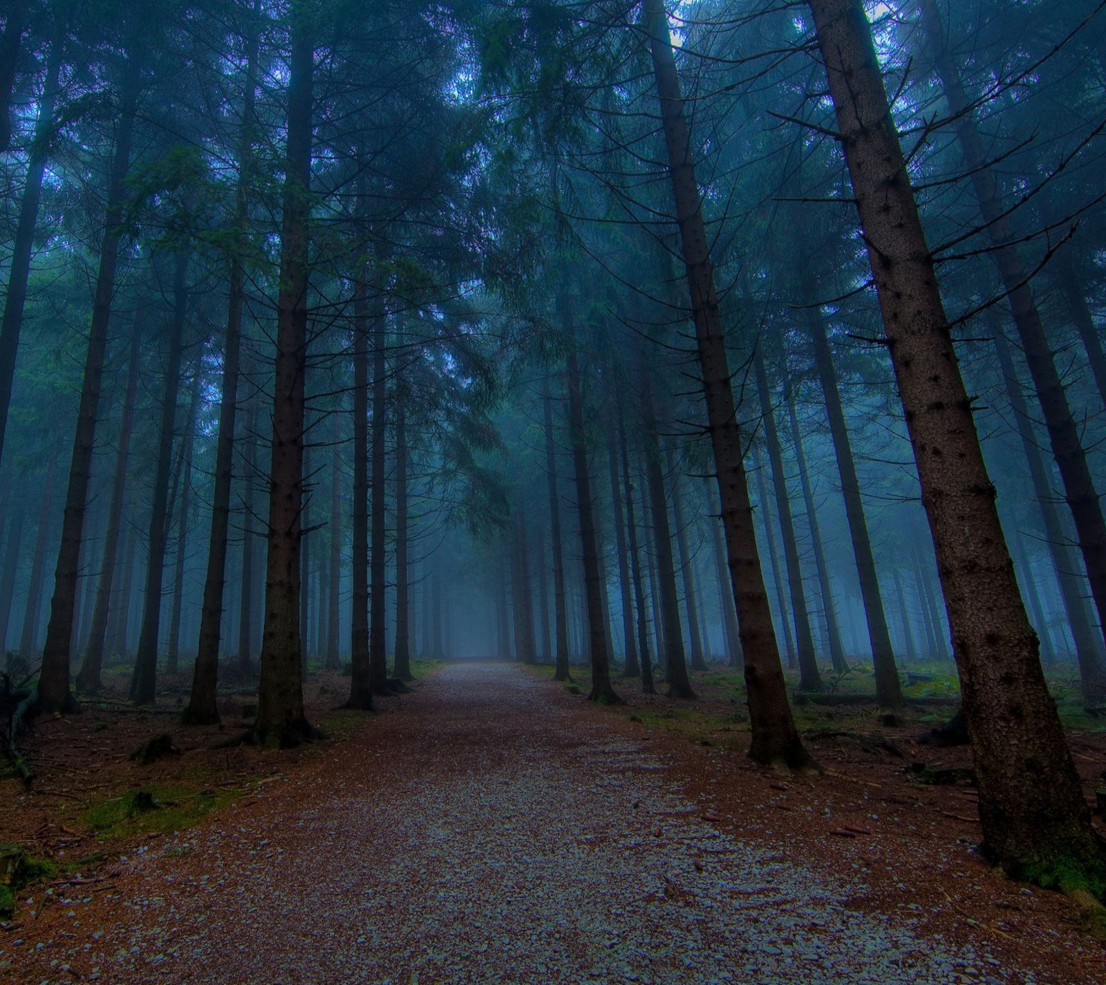 Arafed view of a path in a forest with fog (abej, beograd, plus 6)