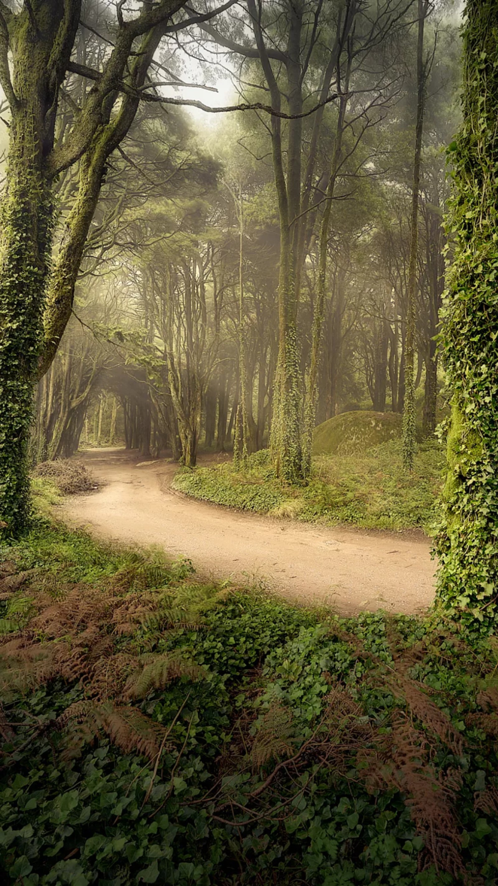 Es gibt einen schotterweg, der von bäumen und büschen umgeben ist (natur, wald, treesnleaves, grün, straße)