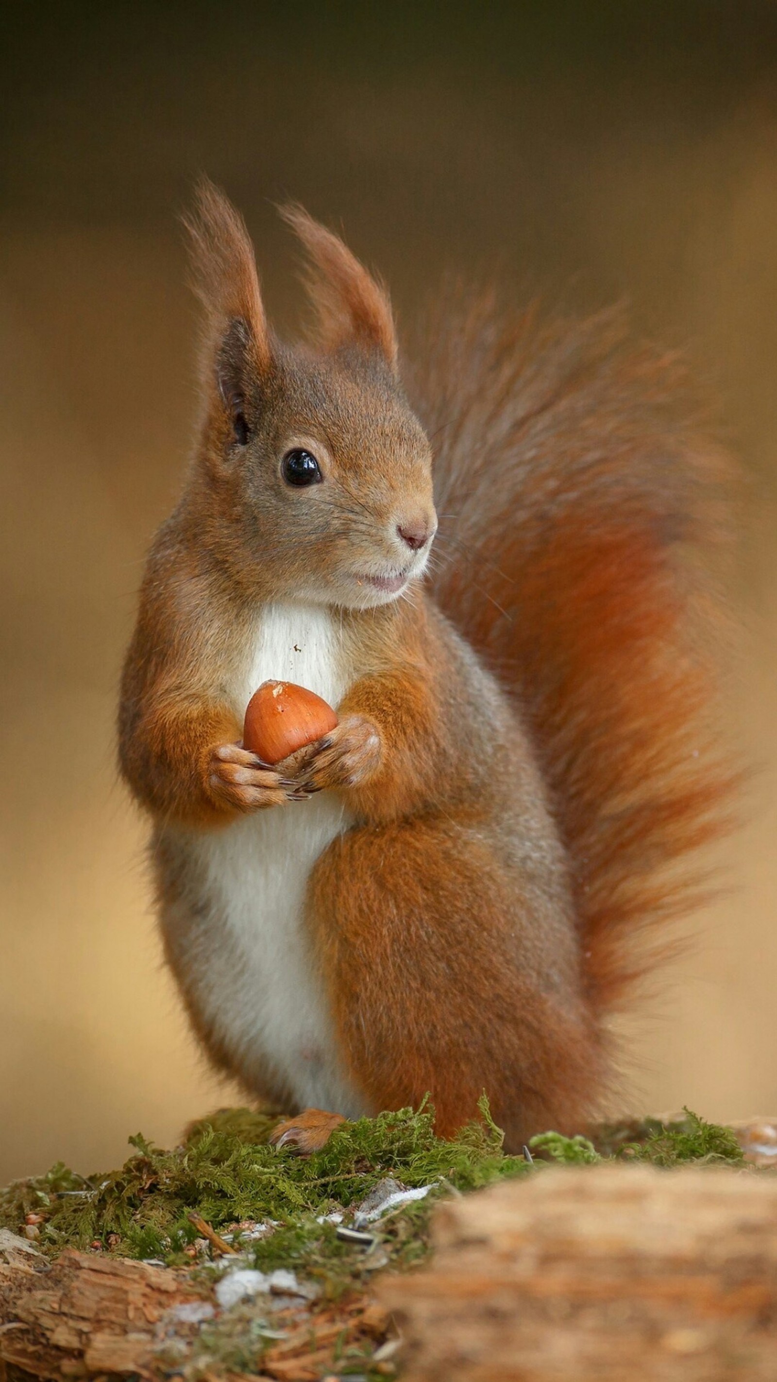 Una ardilla que está comiendo un pedazo de comida (ardilla)