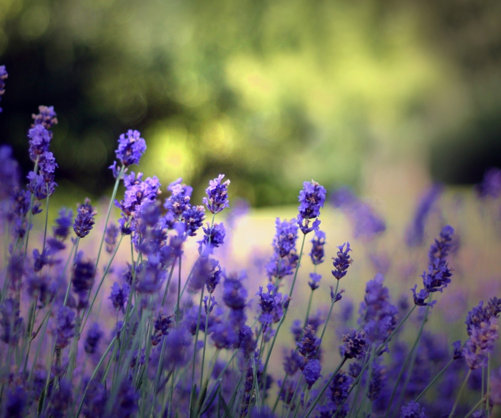 Flores de lavanda en un campo con un fondo borroso (flor, pasto, lavenda, lavanda, pradera)