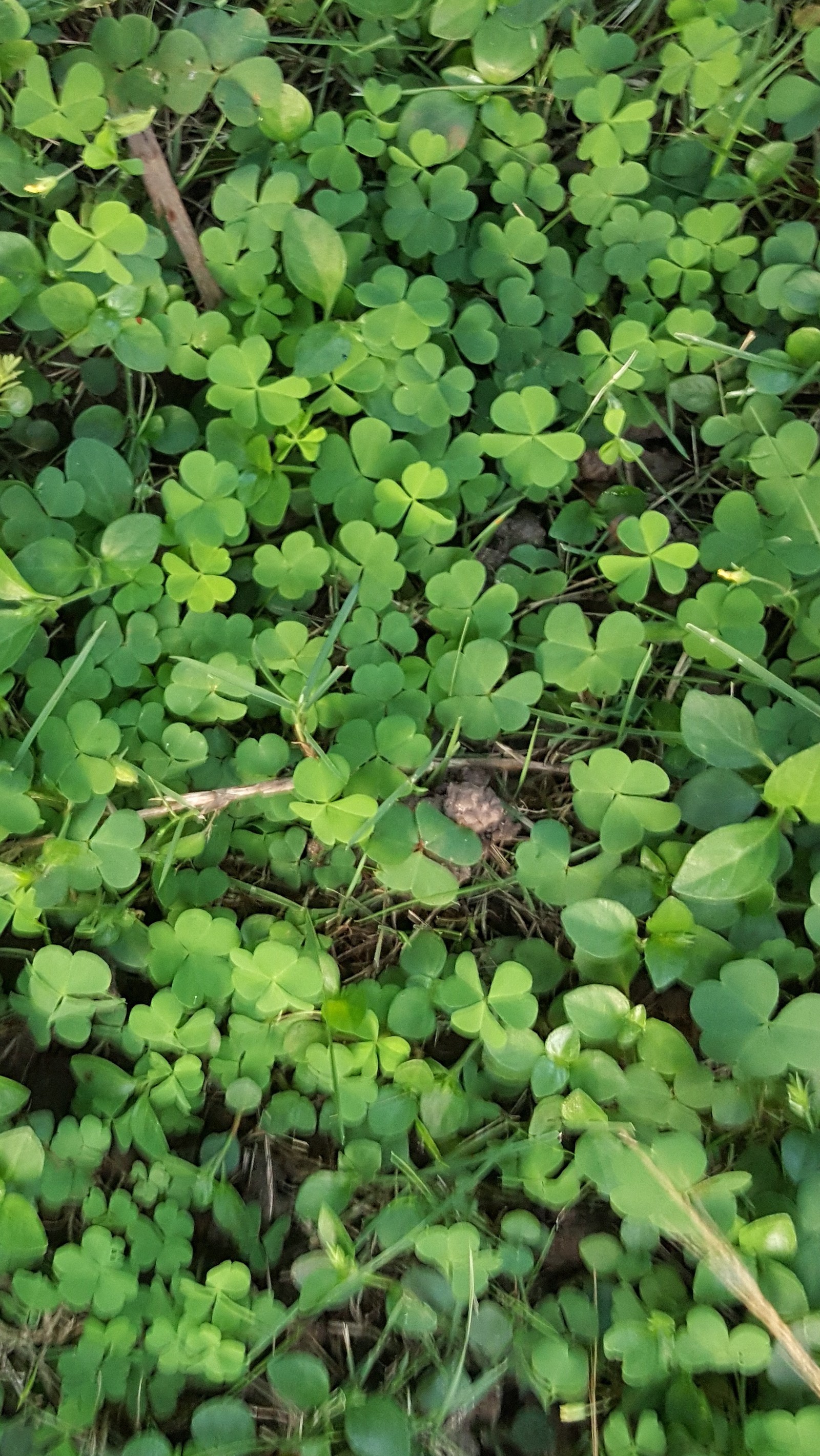 green, nature Download Wallpaper