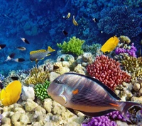 corals, fish, marine, sea, water wallpaper