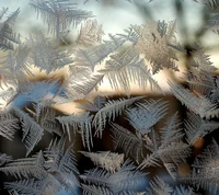 Patrones de helechos helados al amanecer invernal en el bosque