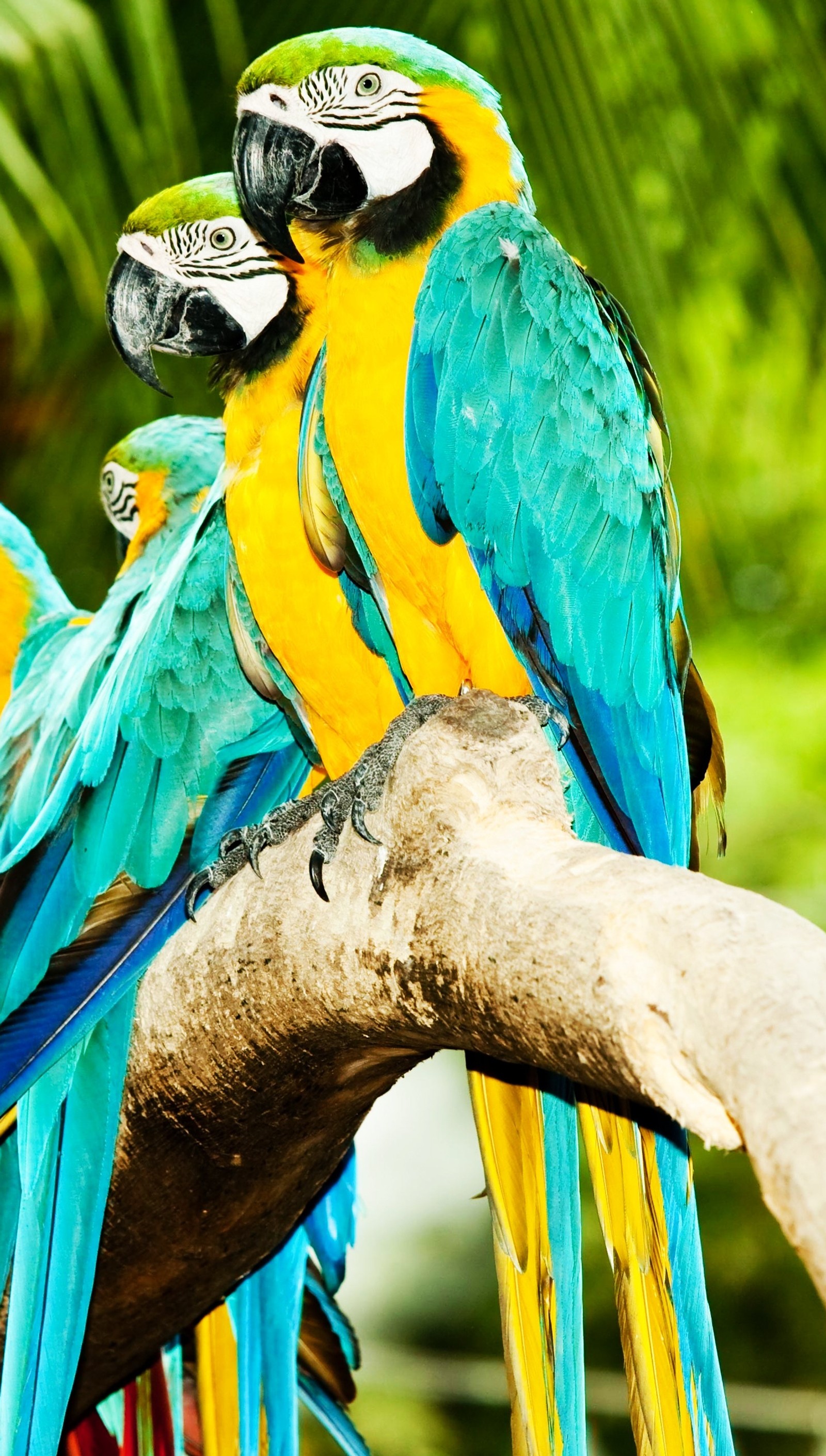 animals, birds, hd, macaw parrots, nature wallpaper