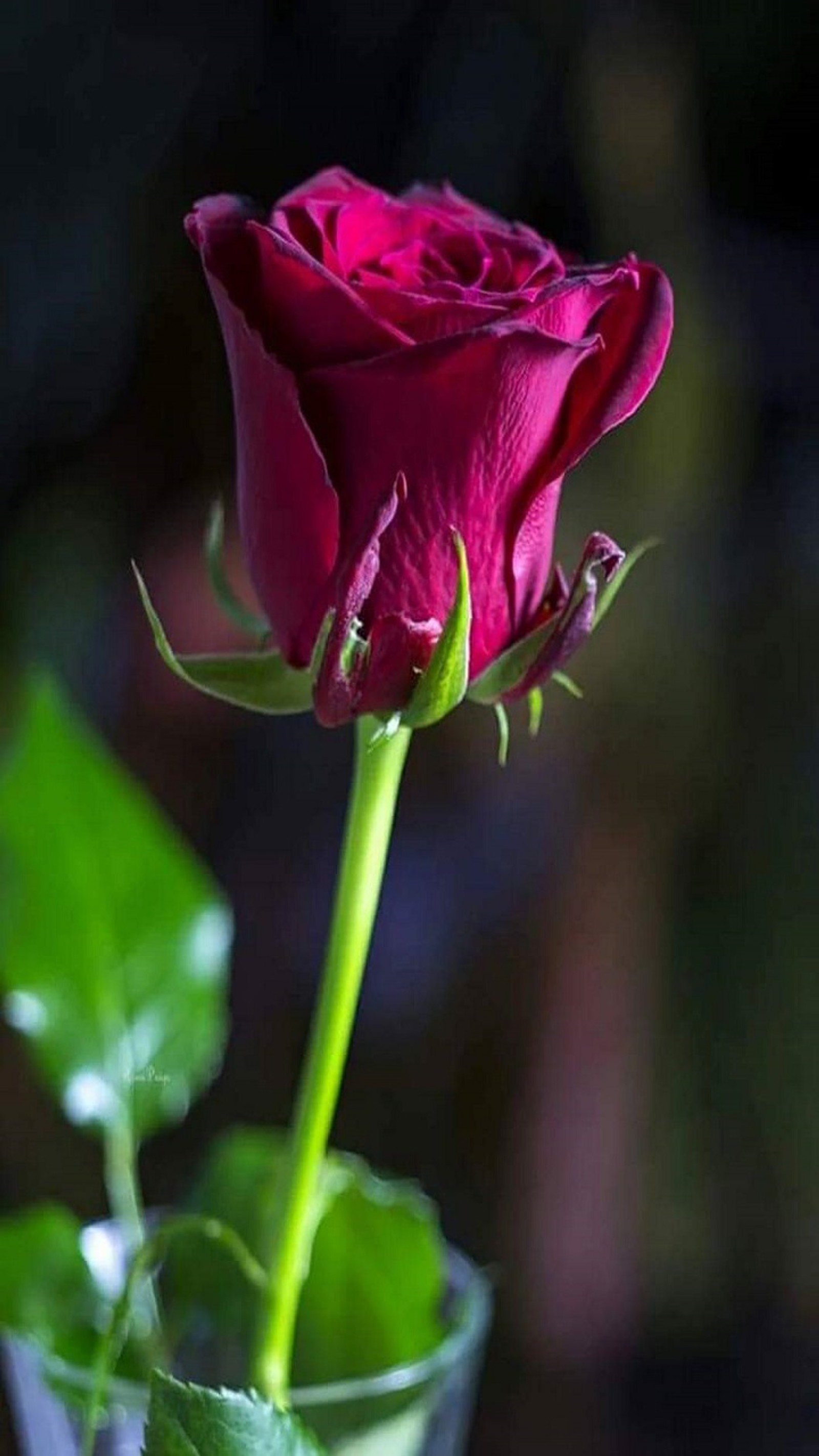 Il y a une rose dans un vase avec de l'eau sur la table (fleur, rose)