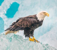 águila, hielo