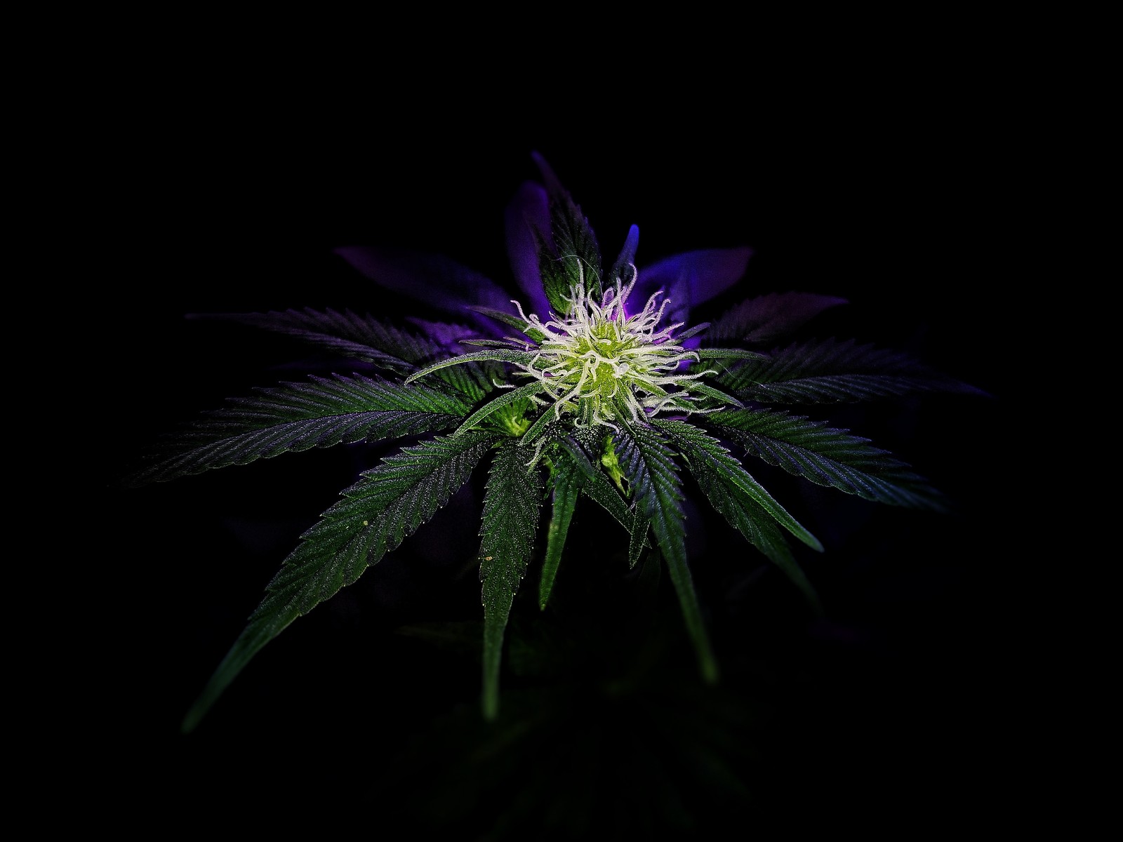 A close up of a marijuana plant with a black background (420, beauty, black, cannabis, lit)