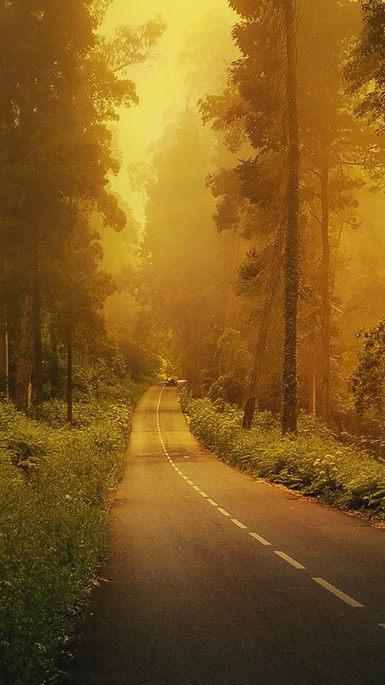 Il y a une route sinueuse à travers les bois avec un cheval (forêt, galaxie, hd, route, s6)