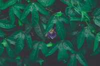 Folhas verdes vibrantes com orvalho e flor escondida