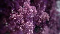 purple, violet, lilac, pink, petal wallpaper