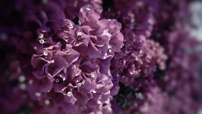 purple, violet, lilac, pink, petal