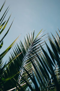 Fronds of a Palm Tree Against a Clear Sky