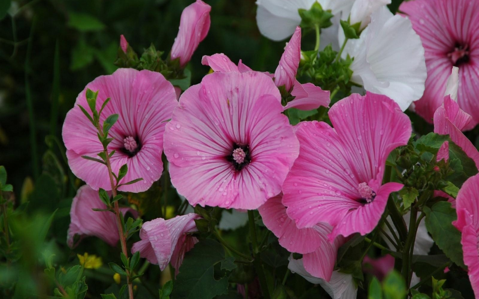 Téléchargez le fond d'écran pétale, plante à fleurs, pétunia, plante annuelle, rose