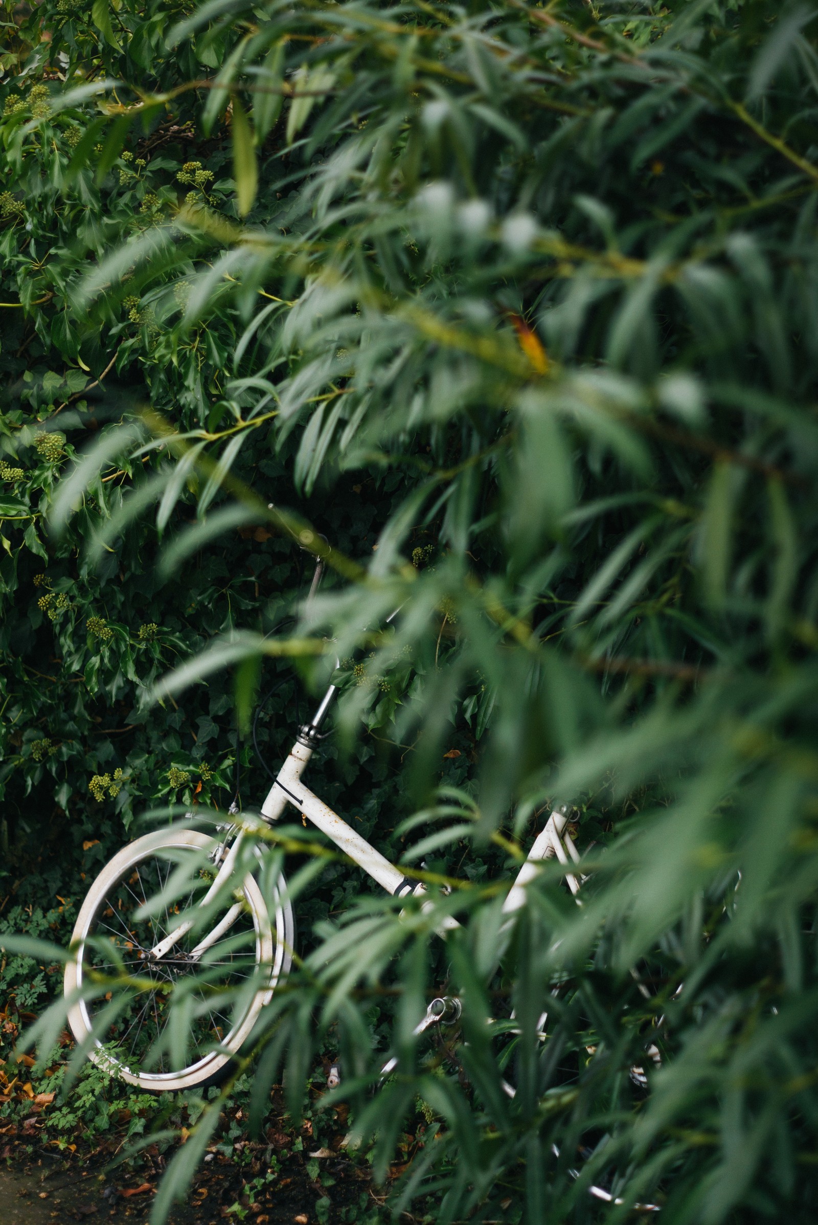 Una bicicleta apoyada contra un arbusto en medio de la carretera (hoja, vegetación, pasto, planta, familia de hierbas)