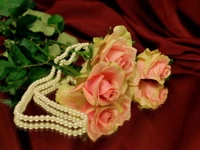 rose, pearl, garden roses, petal, cut flowers