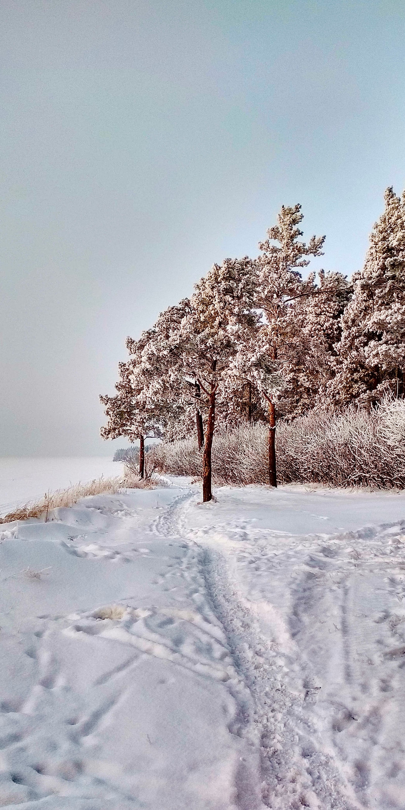 Descargar fondo de pantalla nieve, planta, paisaje natural, ramo, ramita