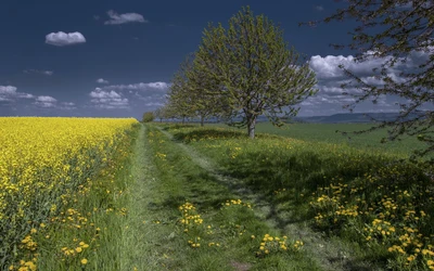 Lebendiger Wiesenweg mit Raps und Wildblumen unter einem blauen Himmel