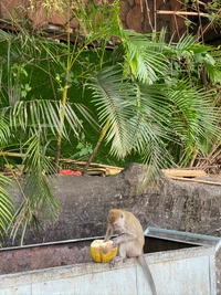 Um macaco sentado na borda de um contêiner, inspecionando curiosamente um objeto amarelo, cercado por exuberantes palmeiras.