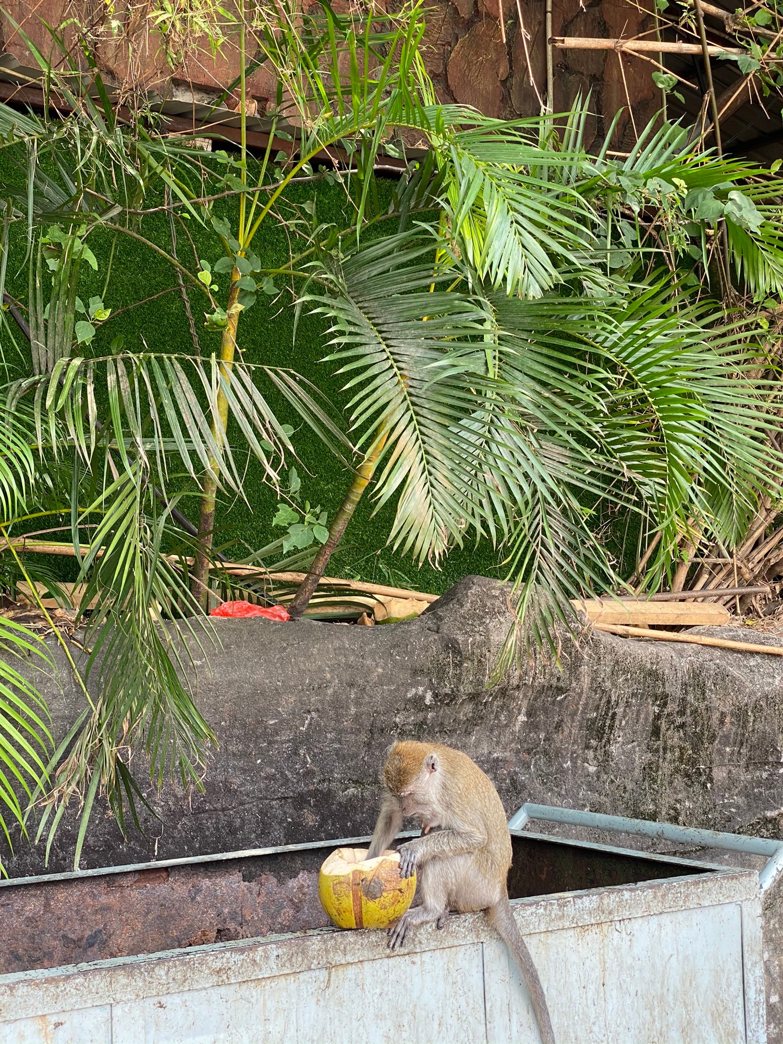 Hay un mono sentado en un borde de concreto comiendo un plátano (palmeras, ardilla, ardilla zorro, roedor, juguete)