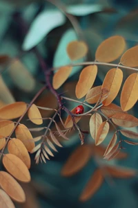 Autumn Leaves with Ladybug on Twigs