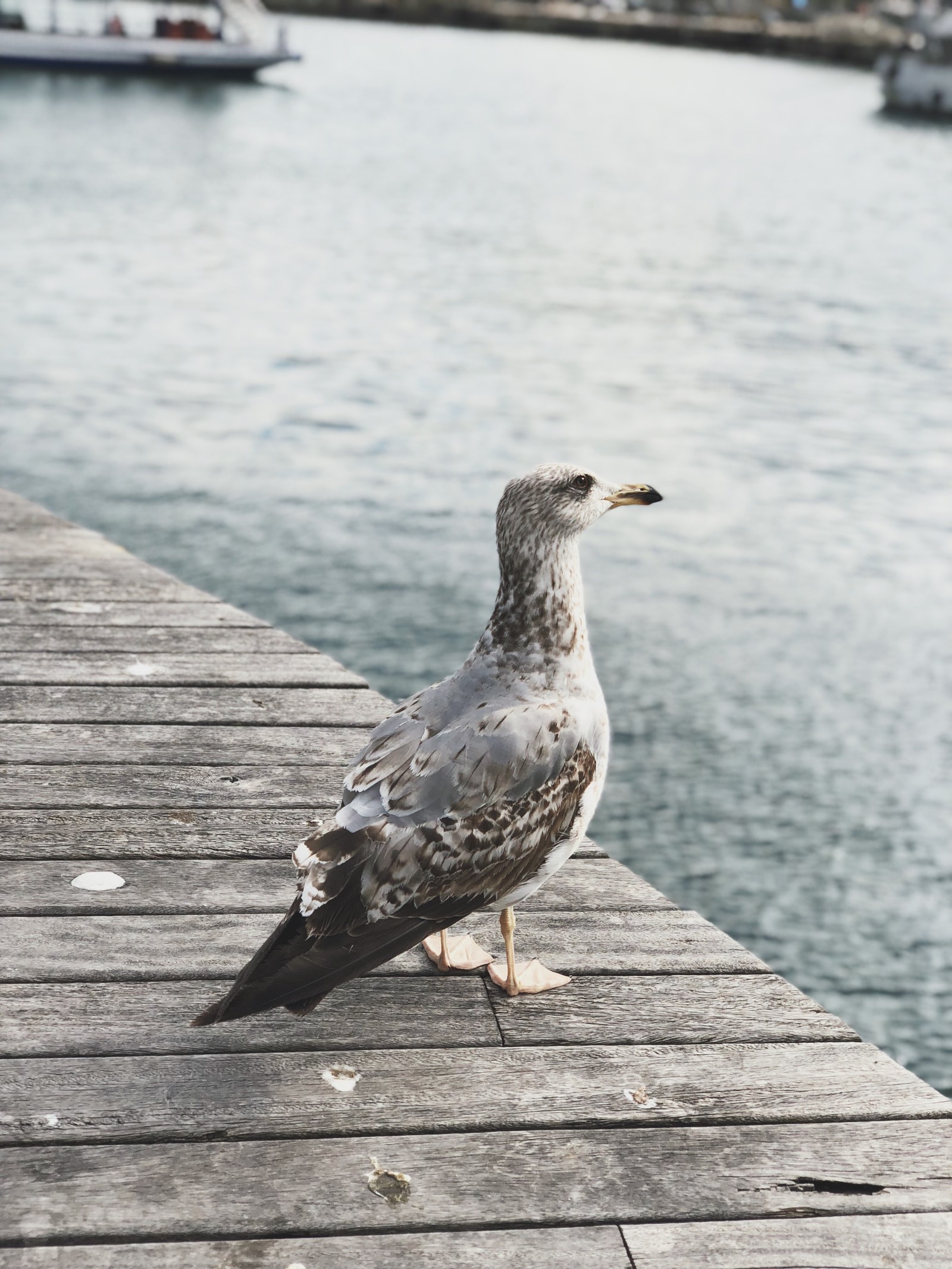 There is a bird that is standing on a dock by the water (water, gull, european herring gull, wood, bird)