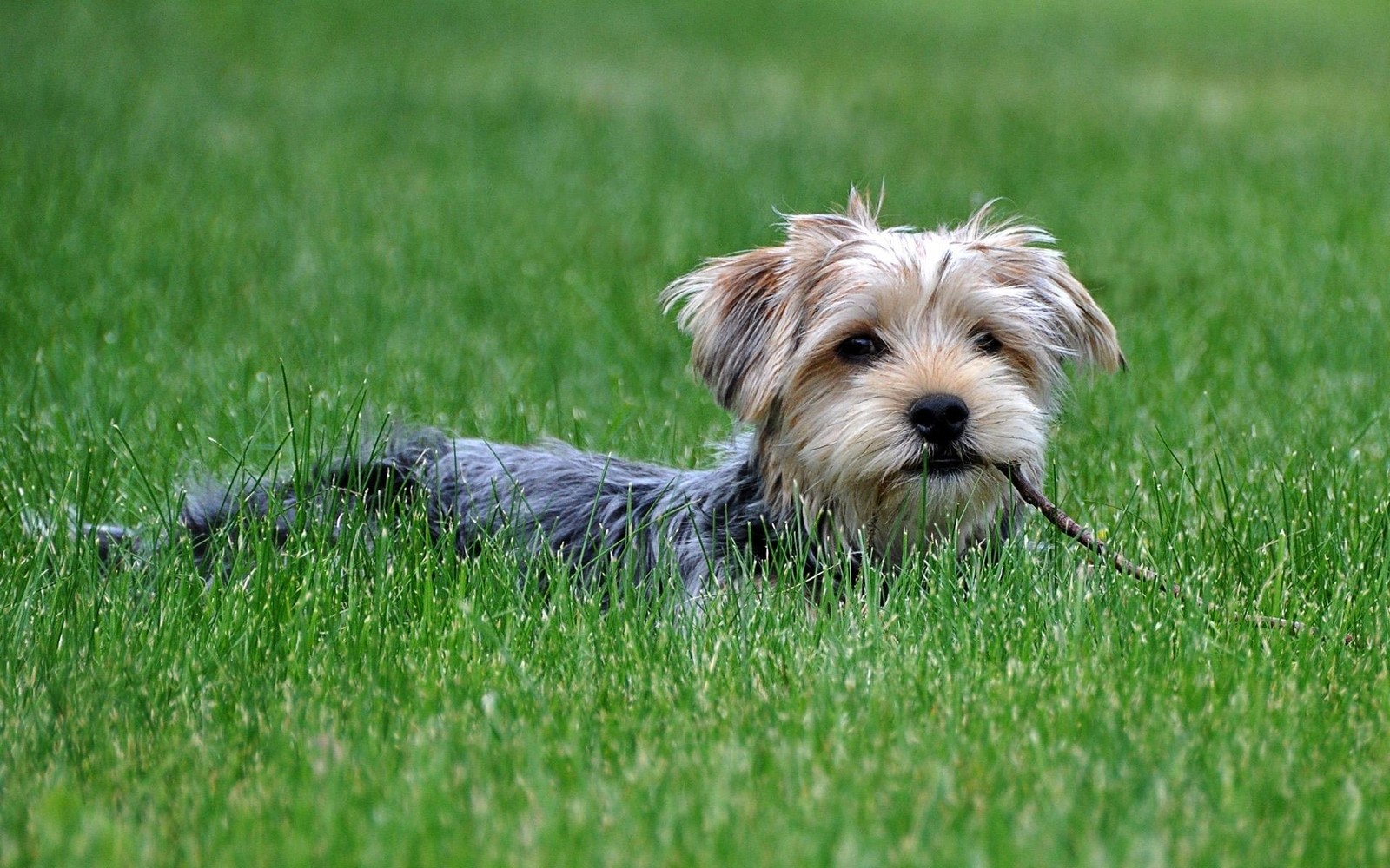 yorkshire terrier, puppy, dog breed, morkie, dog like mammal Download Wallpaper