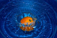 Éclaboussure d'agrumes orange vif dans l'eau bleue électrique