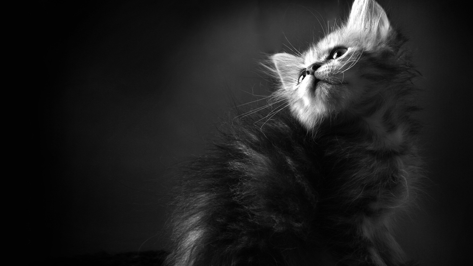 Une photo en noir et blanc d'un chat regardant vers le haut (chat persan, chaton, douceur, photographie monochrome, noir et blanc)