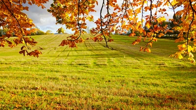 Herbstwiese mit lebhaften Blättern und sonnenbeschienenen Grasland