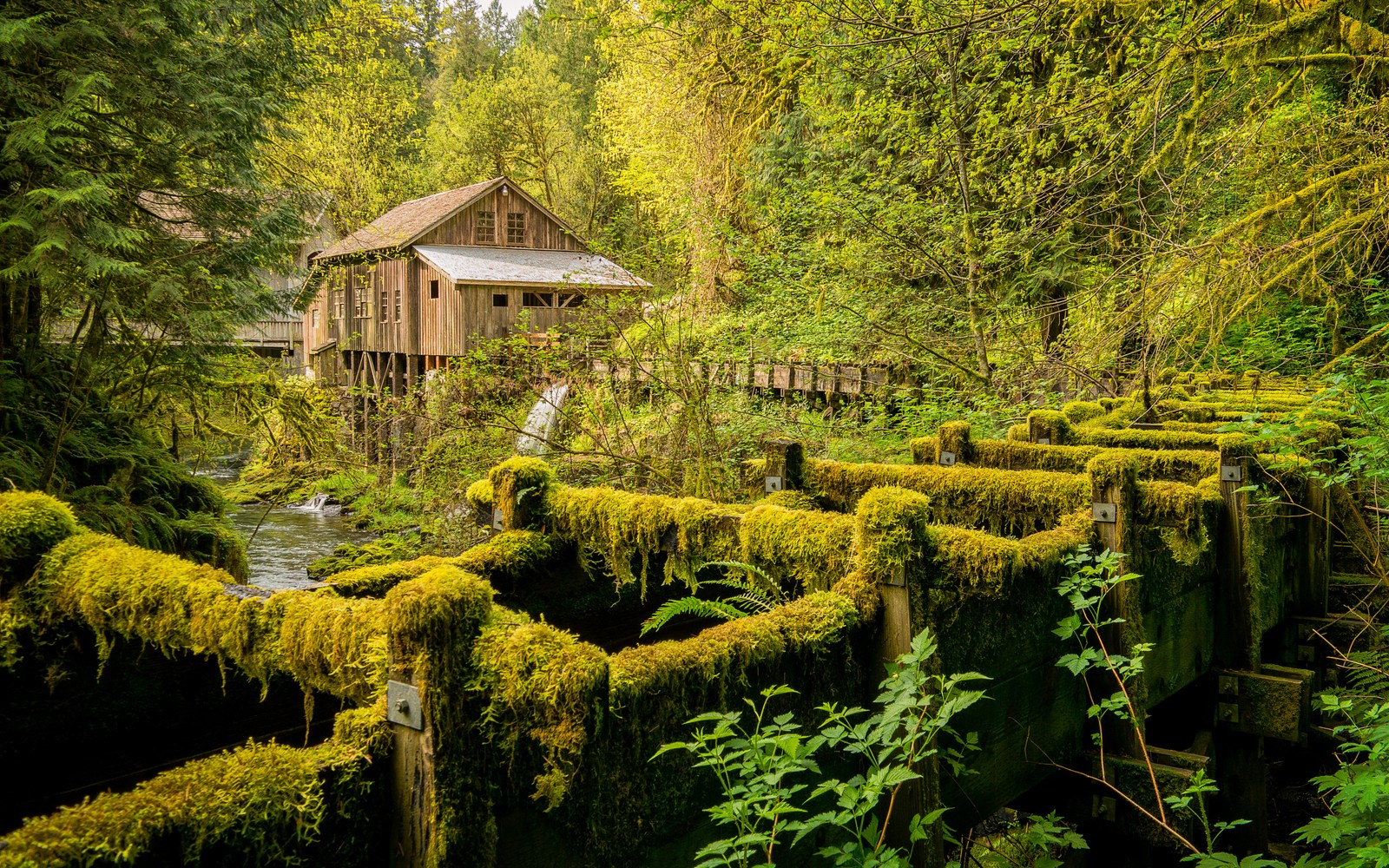 A view of a wooden house in a forest with moss growing on the walls (cedar creek grist mill, woodland, washington state, forest, landscape)