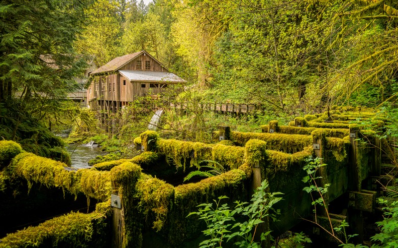 Вид деревянного дома в лесу с мхом на стенах (cedar creek grist mill, лесистая местность, штат вашингтон, лес, пейзаж)