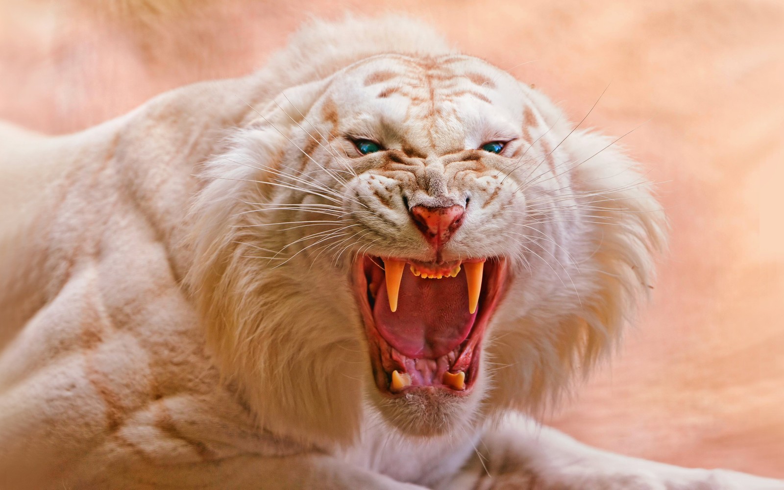 Descargar fondo de pantalla rugiente, tigre blanco, ojos azules, predador, salvaje