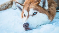 siberian husky, animals, dog