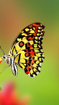 Vibrant Monarch Butterfly on a Bright Floral Background