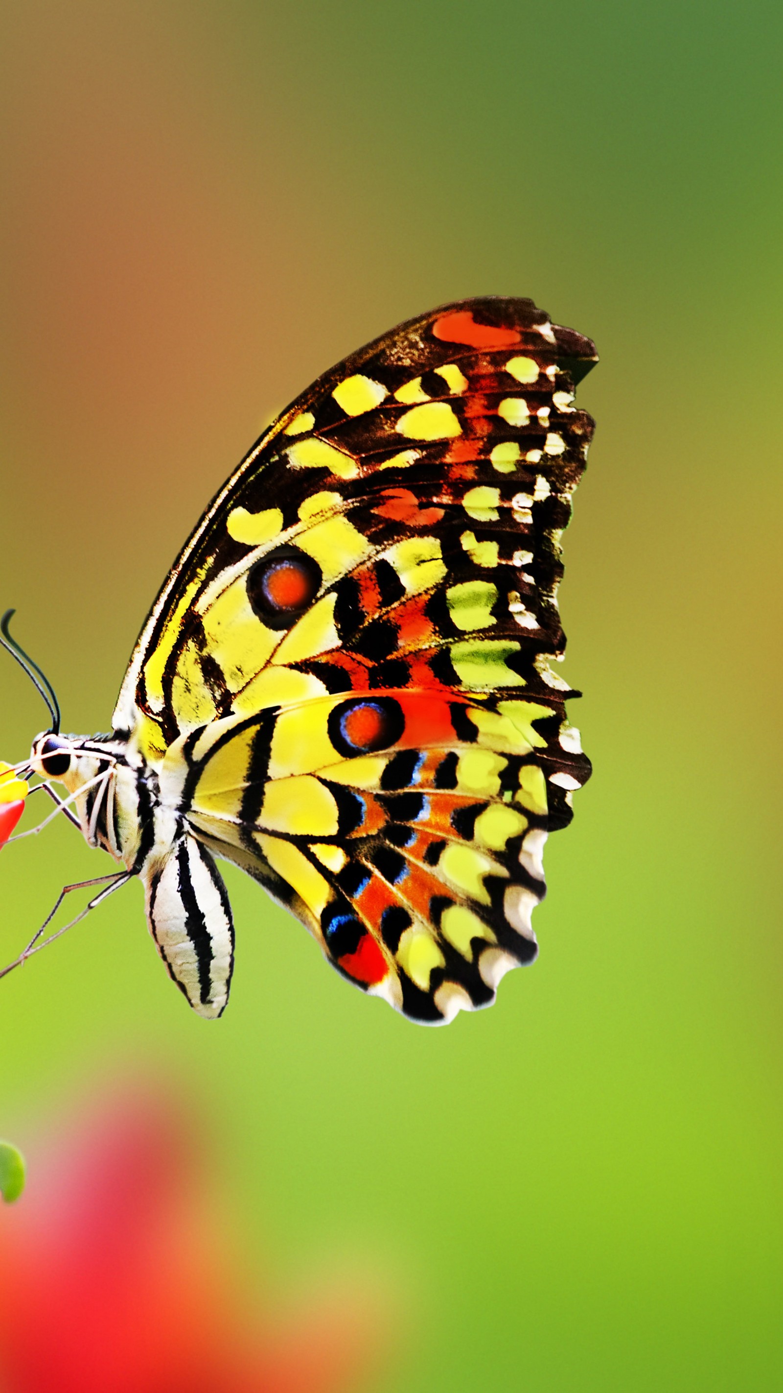 Un papillon qui se pose sur une fleur (insecte, papillons de nuit et papillons, papillon, invertébré, pollinisateur)