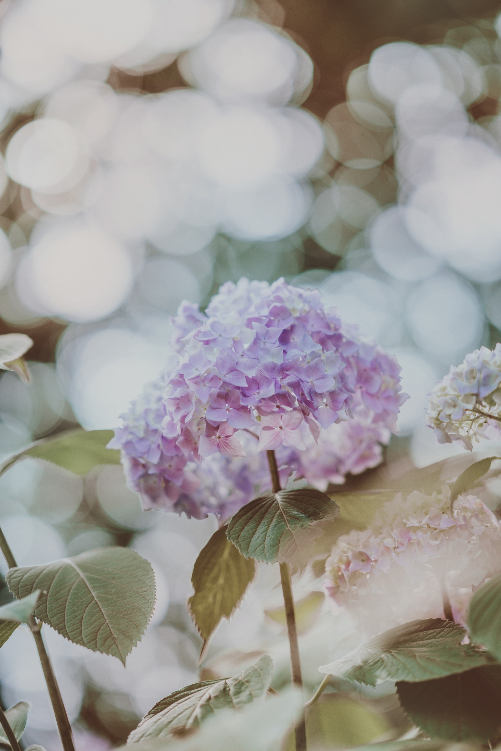 Une fleur violette qui pousse dans les buissons (hortensia, fleur, hydrangeaceae, pétale, plante)