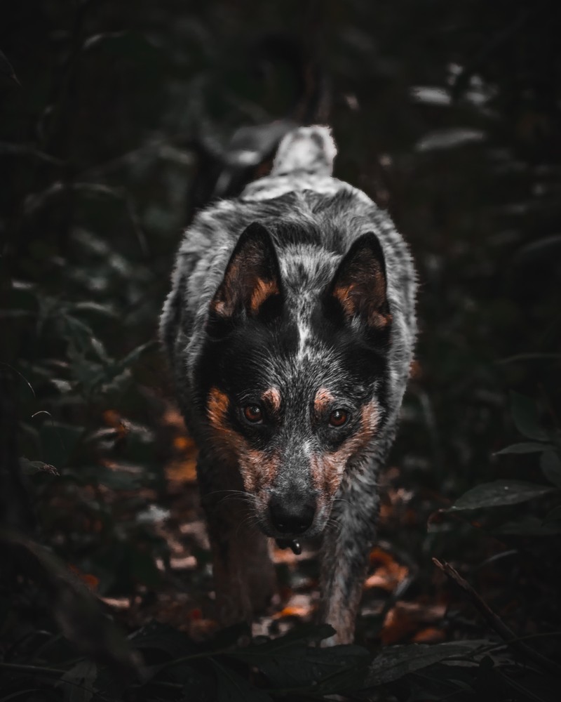 Собака гуляет по лесу (австралийская пастушья собака, canidae, собака, порода собак, рыло)