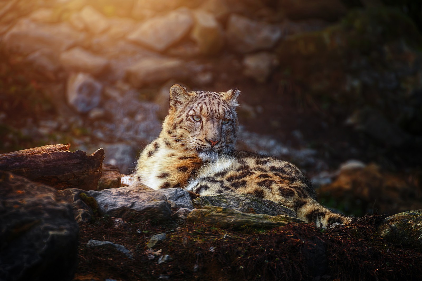 A close up of a snow leopard laying on a rock (animal, leopard, snow leopard, cat, felidae)