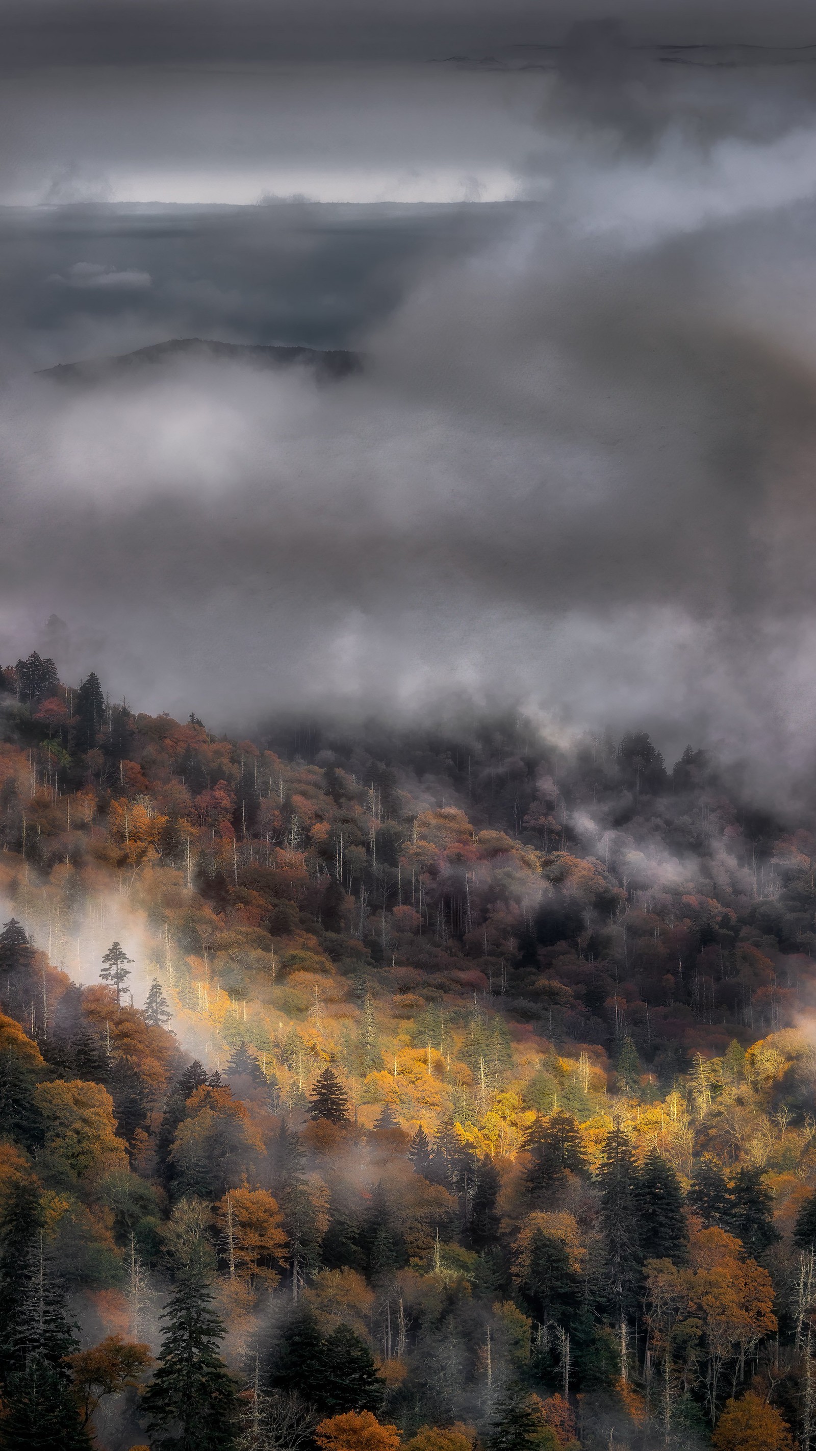 Les arbres au premier plan sont couverts de brouillard et de nuages (atmosphère, nuage, écorégion, paysage naturel, ensoleillement)